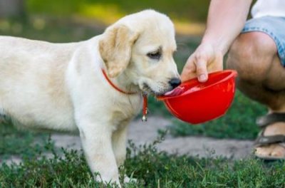 ​主人打死金毛，主人当街打死金毛犬