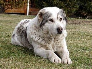 天山草原第一神犬:哈萨克牧羊犬太美了